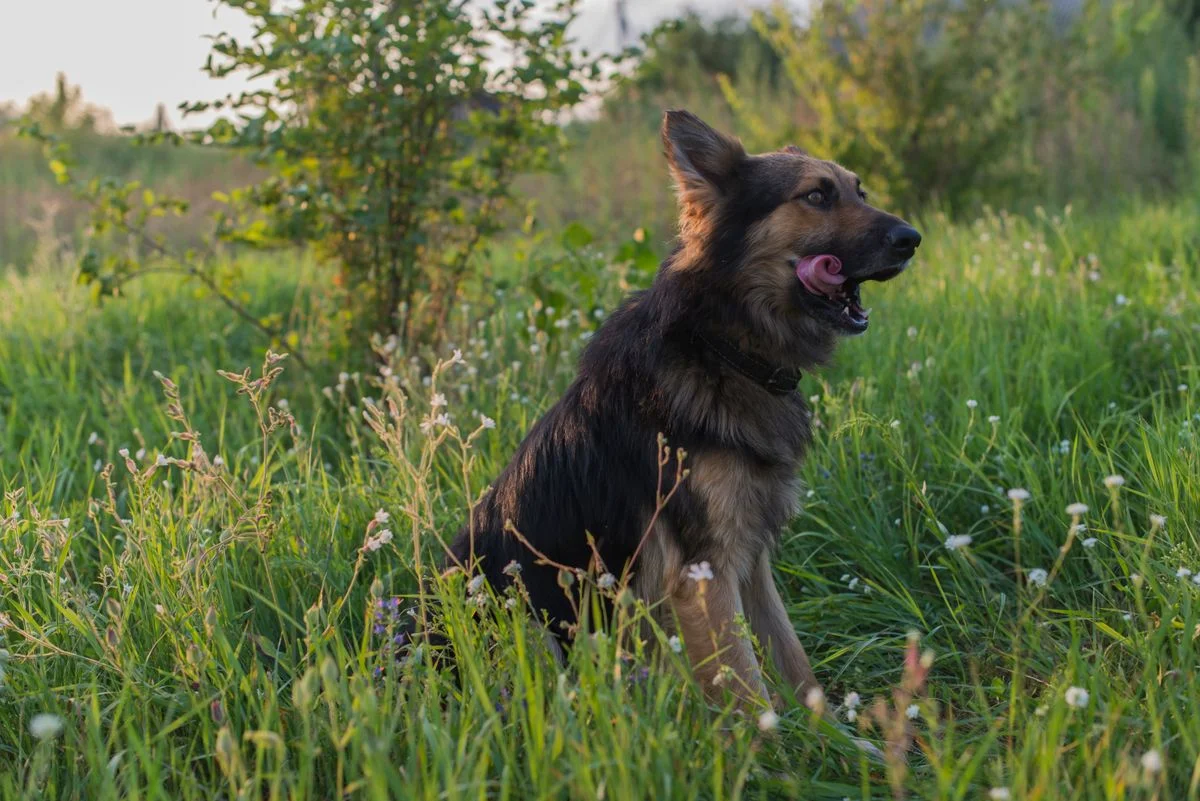 Dog sitting in tall grass near Ladner, BC, where ticks are common