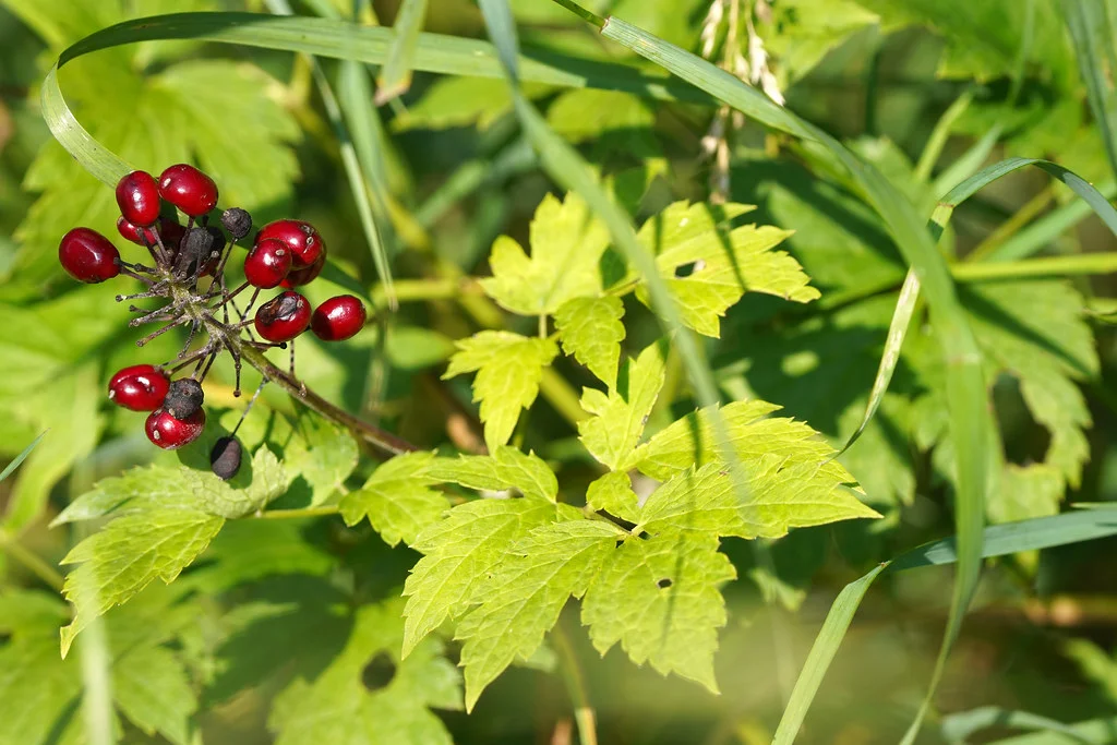 Red baneberry