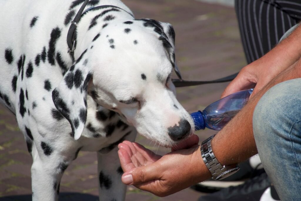 Dog drinking fresh water on a hot summer day to prevent heatstroke and dehydration in Ladner