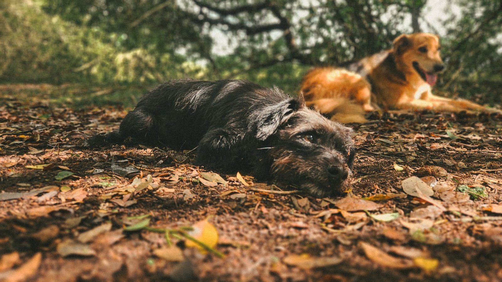 Two dogs resting on a leaf-covered forest floor, enjoying the warm sunlight.