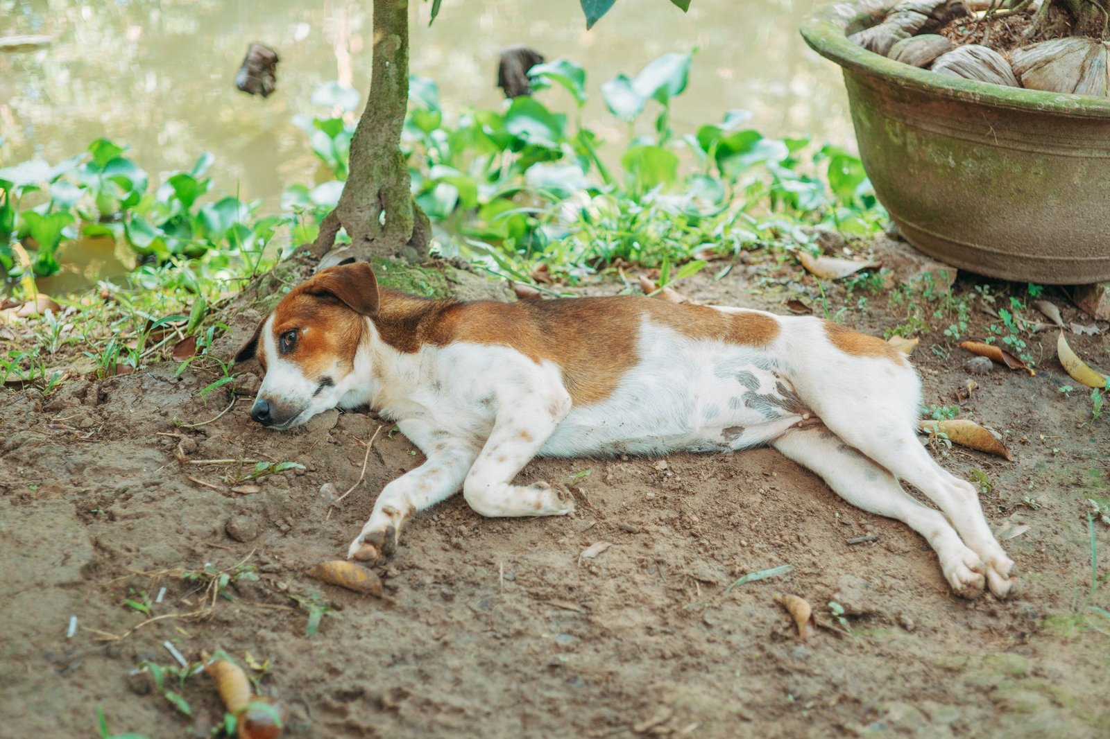A dog comfortably resting under a tree in a serene garden setting, captured in natural light.